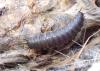 Thanatophilus sp.